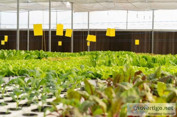 The top hydroponic store near me