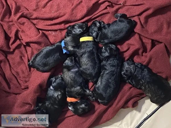 Pure breed miniature schnauzers