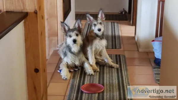 Berger Picard puppies (The Winn Dixie dog)