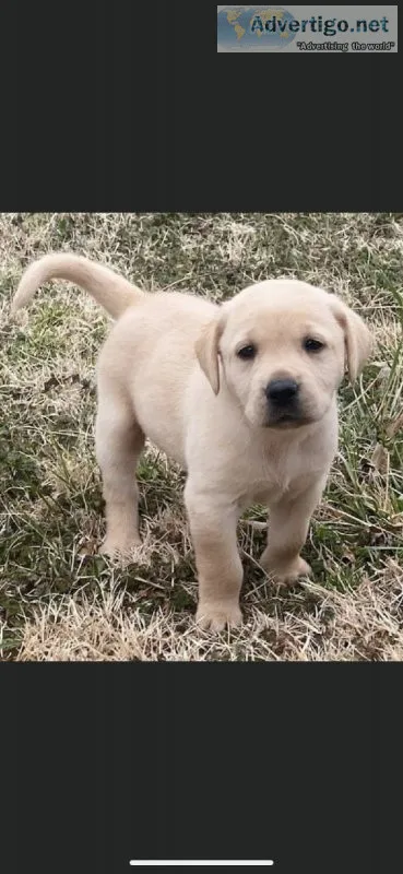Labrador Retriever Puppies