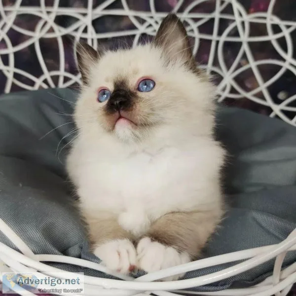 Adorable Kittens. Ragdolls
