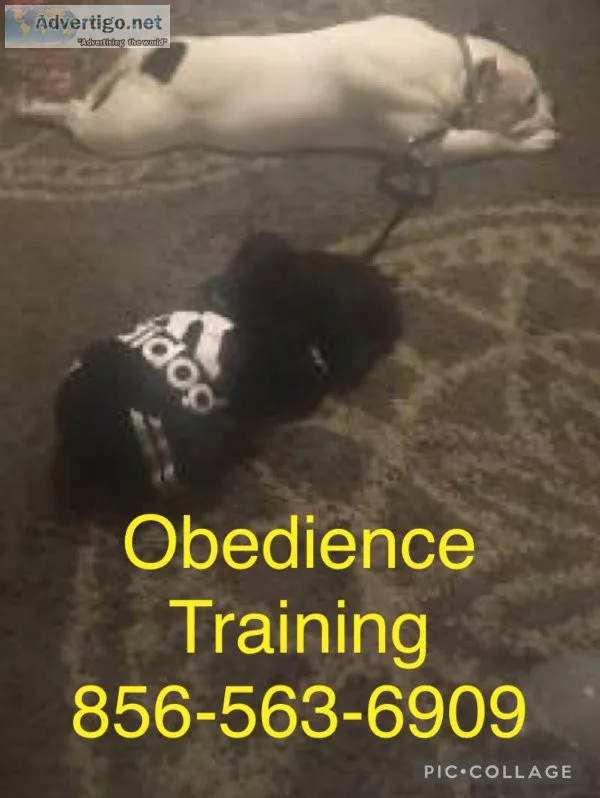 Puppy potty training obedience +