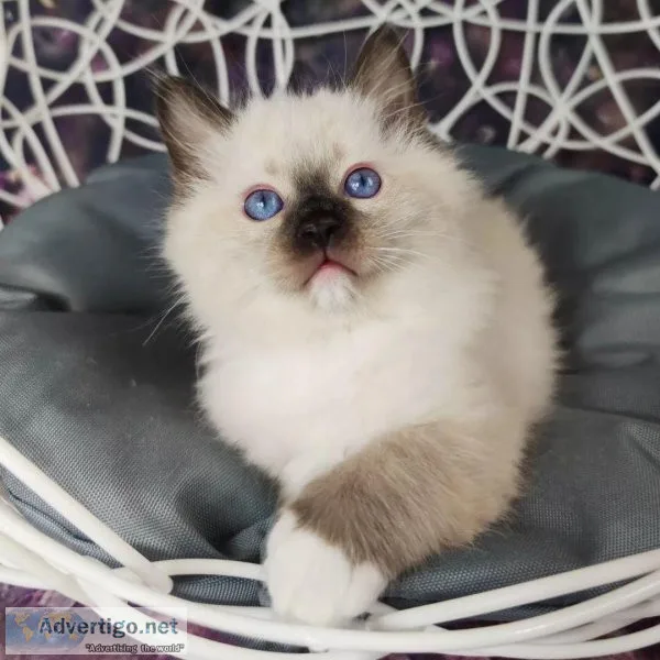 Ragdoll kittens