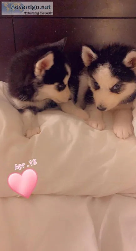 Husky boy or girl