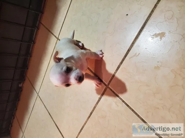 Dog sell