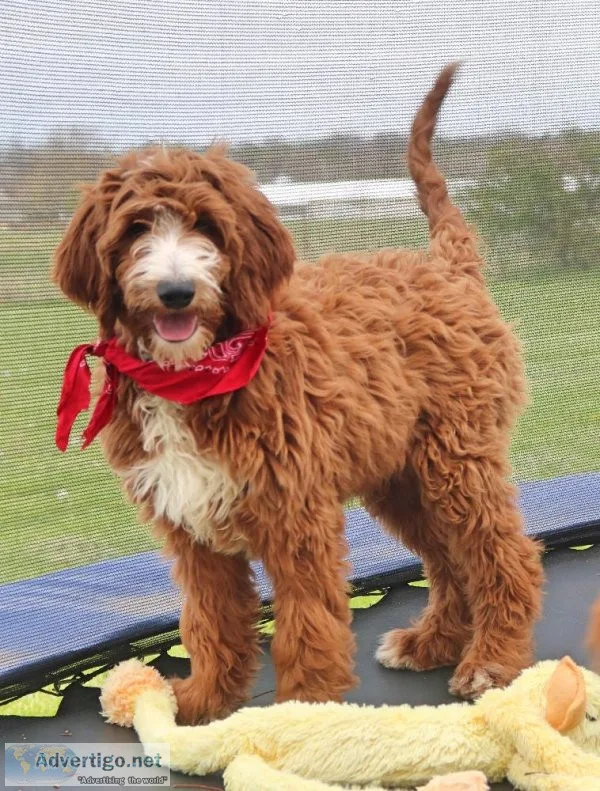 Nelson Med multigen Goldendoodle