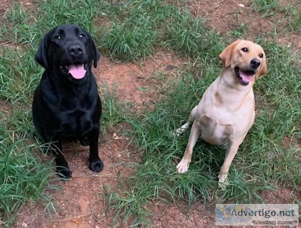 Lab Puppies