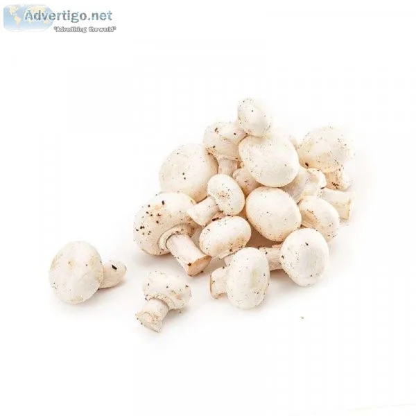 How to grow hydroponic mushrooms that taste amazing