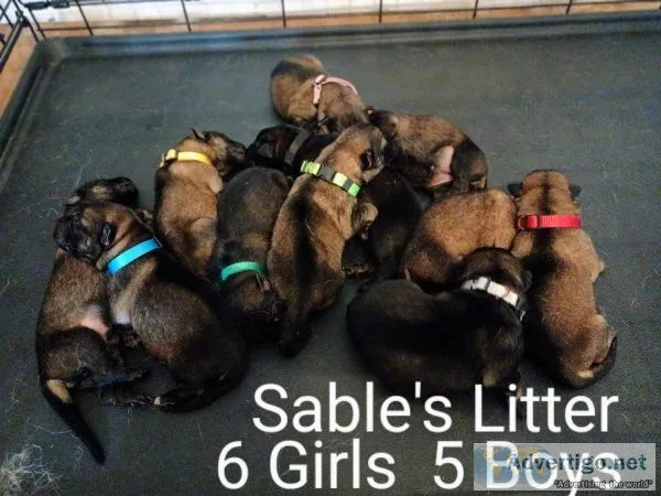 Akc German Shepherd puppies
