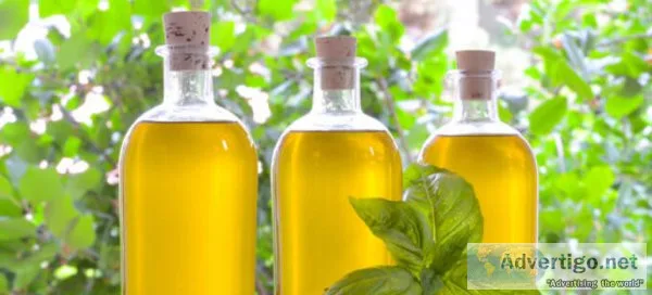 Indian basil oil manufacturers
