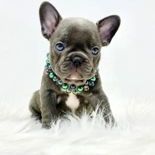 BRUNO - FRENCH BULLDOG PUPPY FOR SALE