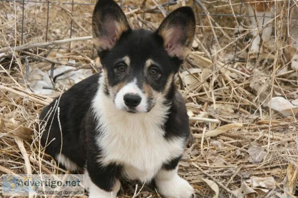 Pembroke Welsh Corgi