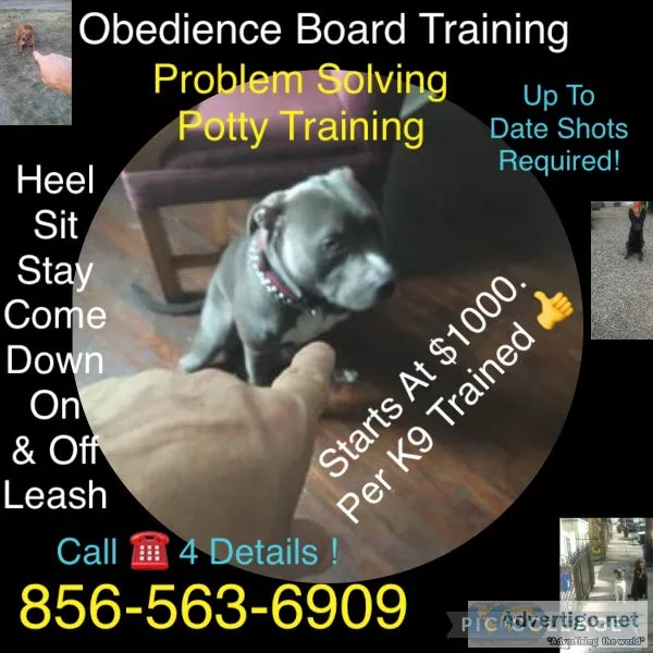 Dog commands off leash