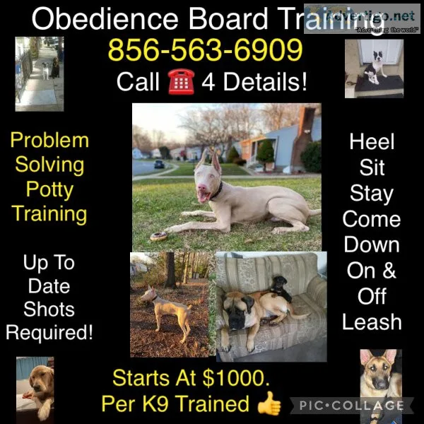 Puppy program offers guarantee
