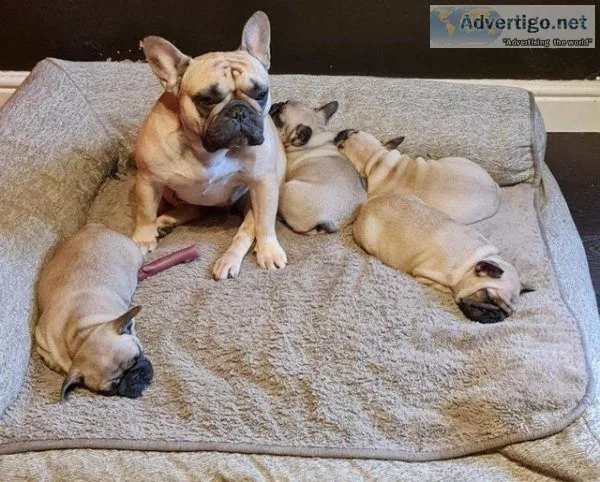 French bulldog carryingL4 fluffy  cream