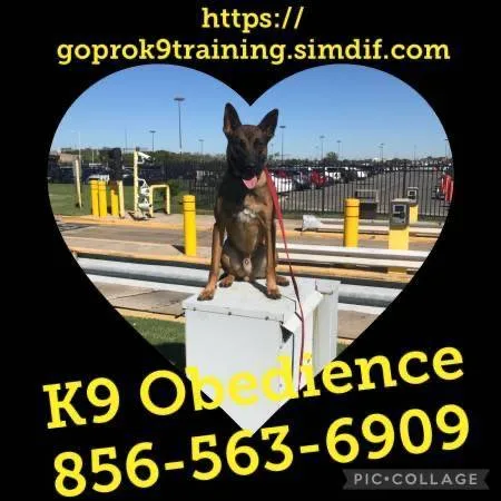 Puppy program offers guarantee