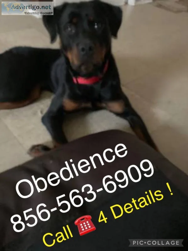 We train all breeds k9 and