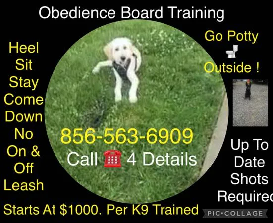 Affordable canine?s control
