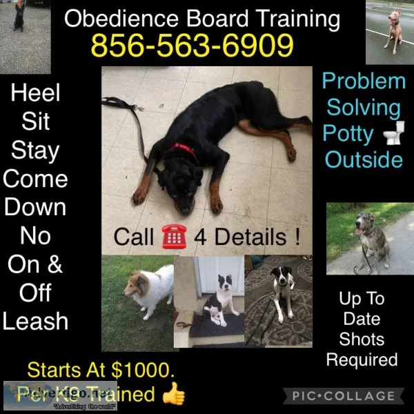 Affordable canine?s control