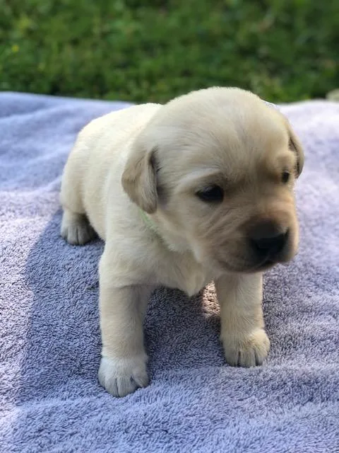 Lab Puppies