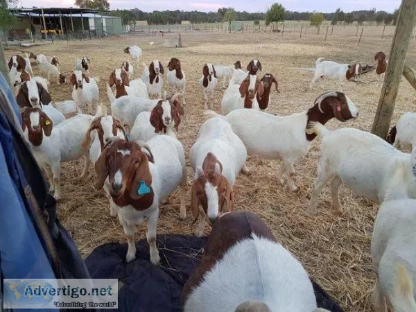 Boer and savannah goats for Sale