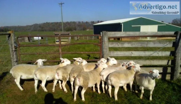 White dorper sheep flock available for Sale