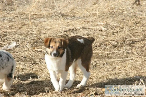 Auggie female