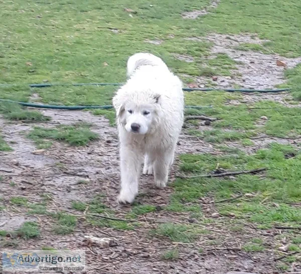 Great Pyrenees Puppies From Working Parents