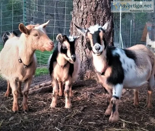 NigerianNubian Cross Goats for Sale