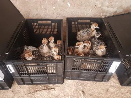 Ostrich chicks for Sale