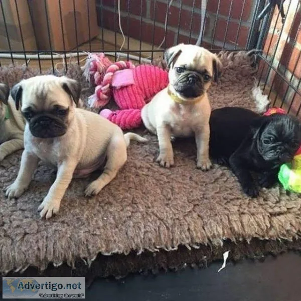 Pug Puppies