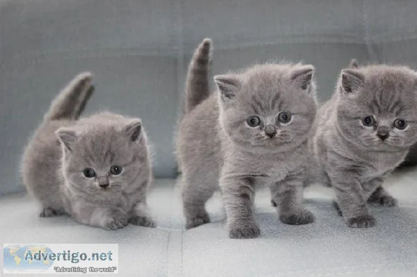 British Shorthair Kittens Available