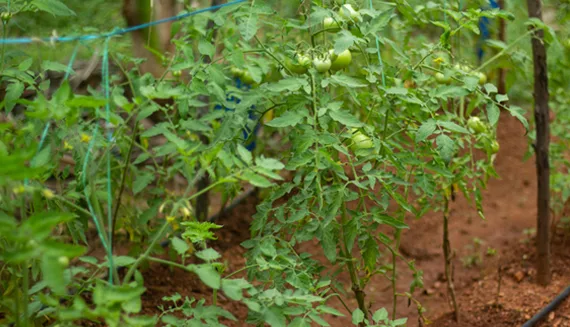 Best farmland near bangalore