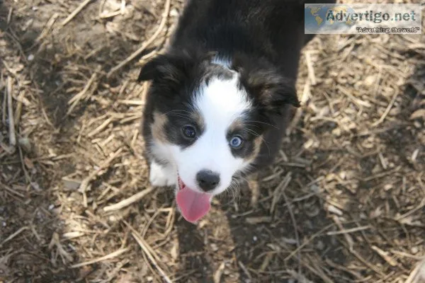 mini and toy aussies