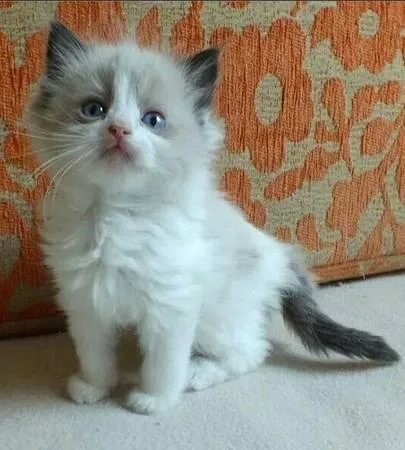 Sweet little kitten