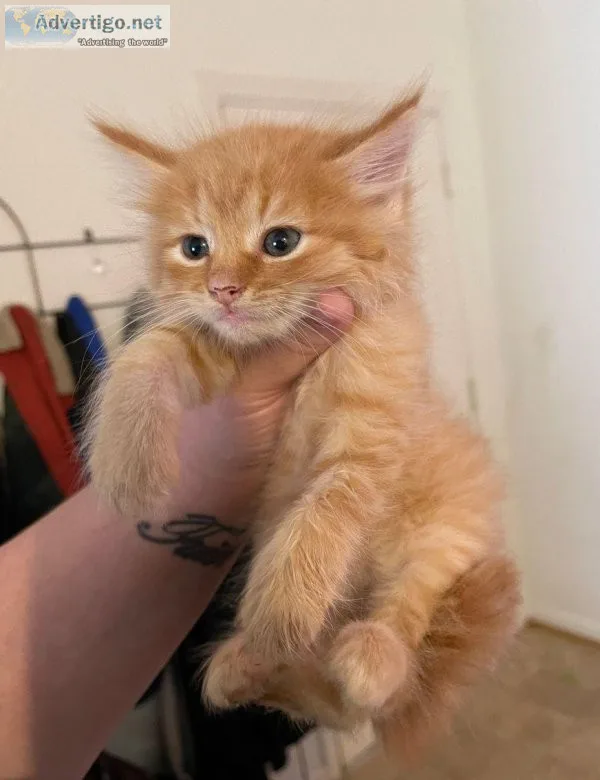 Maine Coon Kittens