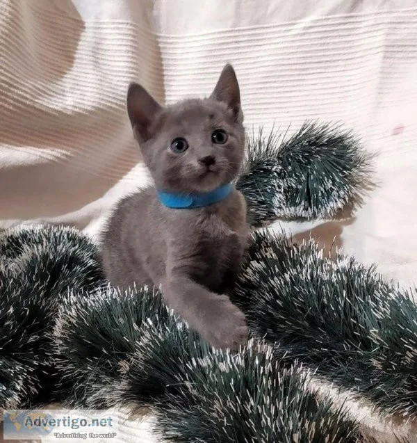 Sweet little Russian Blue kitten