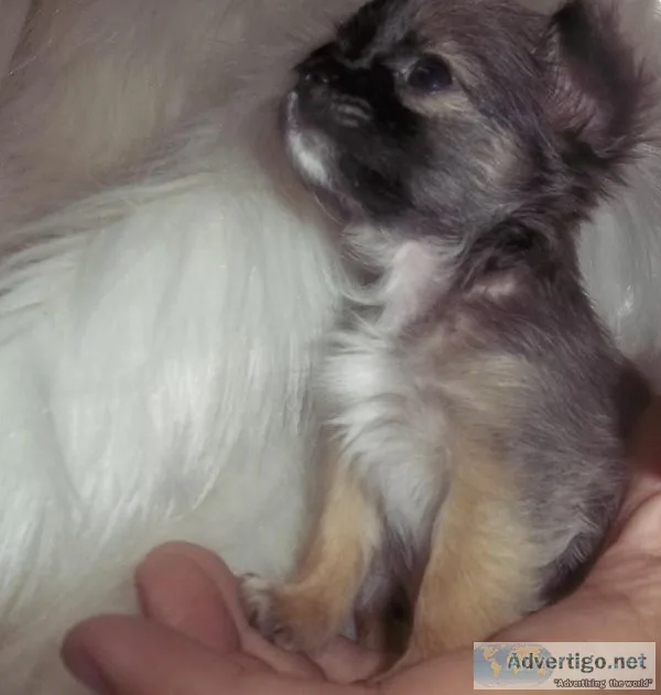 Tiny Teacup Apple Head Chihuahua AKC
