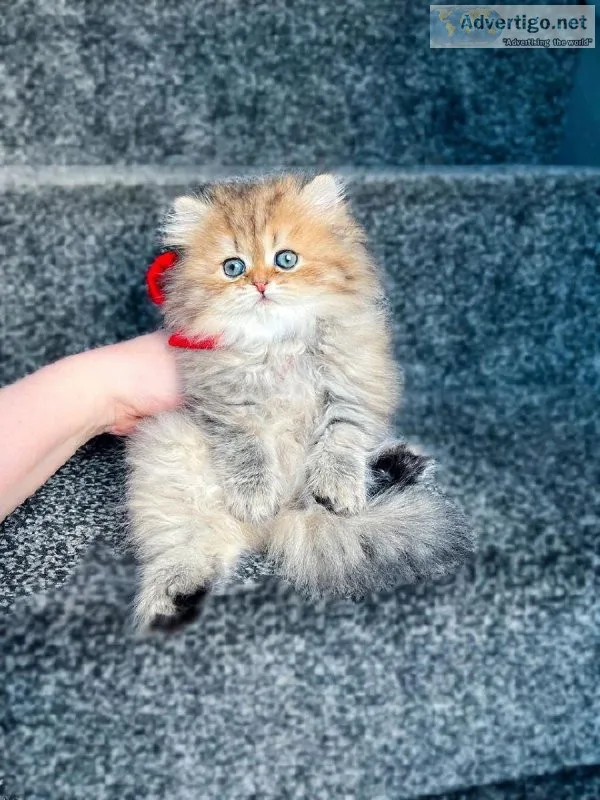 Nice Persian Kittens