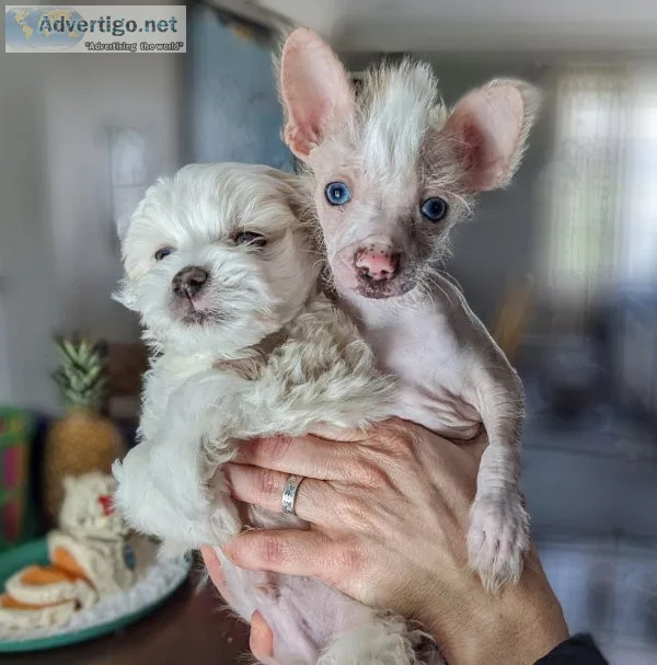 Rare Chinese Crested Pups