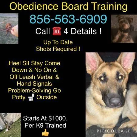 Handling dogs all behavior issues