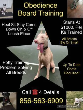 Handling dogs all behavior issues