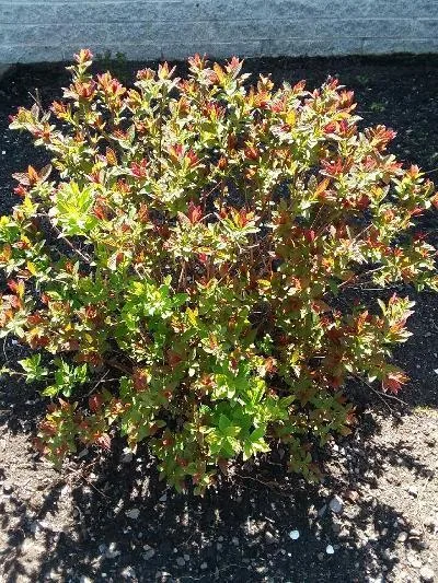 6 SPIREA SHRUBSBUSHES