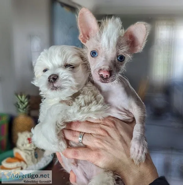 Rare Chinese Crested Pups