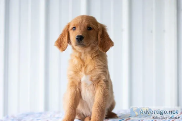 Callie Golden Retriever