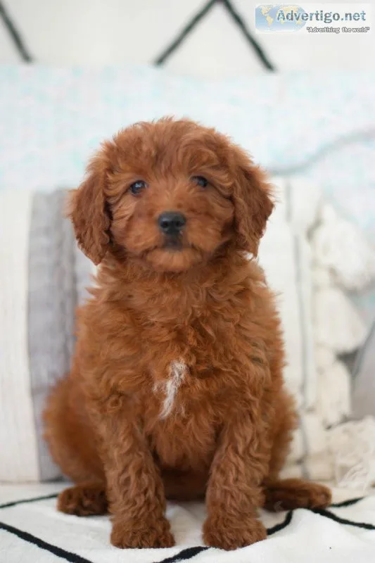 Sharon F1B Mini Goldendoodle