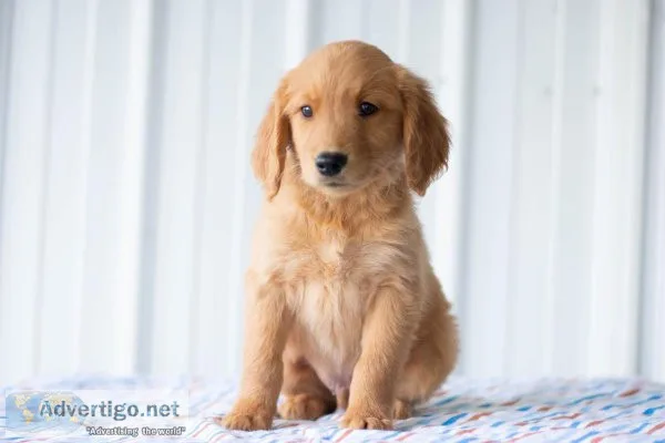 Casper Golden Retriever