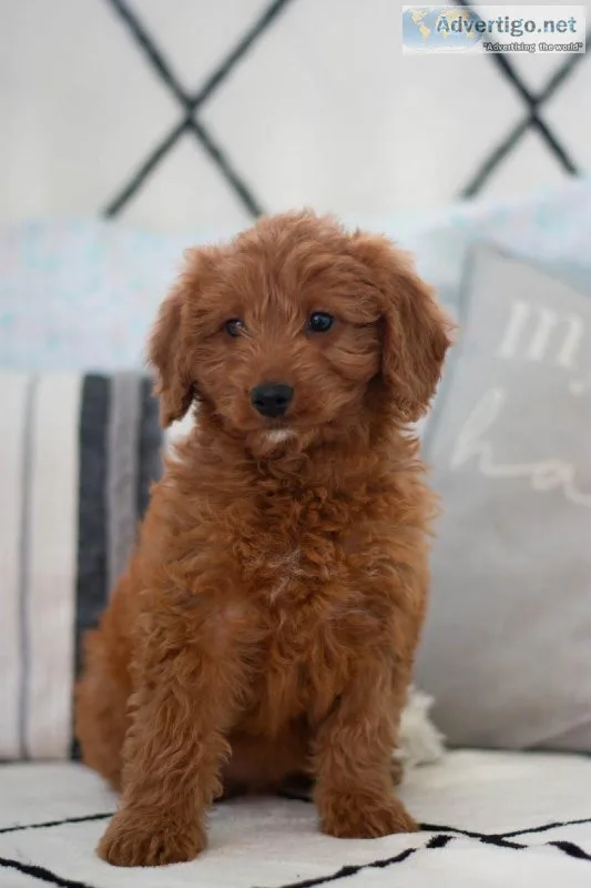 Roxy F1B Mini Goldendoodle