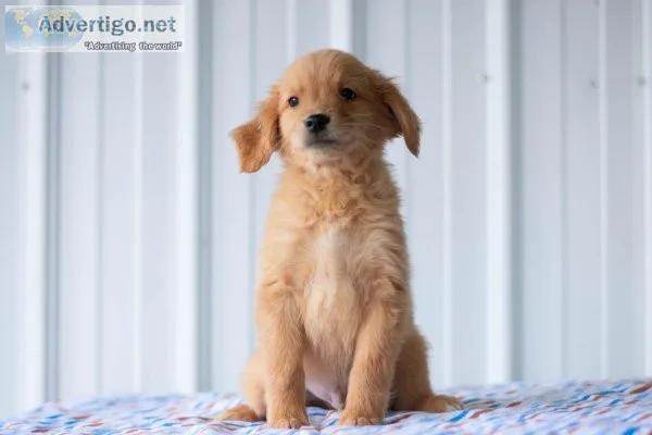 Calvin Golden Retriever