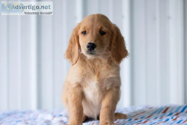 Charlotte Golden Retriever